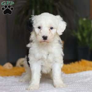 Carrot, Mini Sheepadoodle Puppy